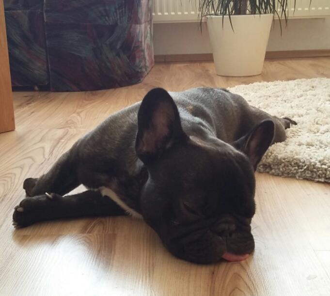 Sziasztok pajtik! Sajnos fajtámból ( francia bulldog arculat ) adódóan fellépet néhány nehézség eddigi kis életemben, allergia és légtőszervi problémák. De a Csillával kötött biztosításnak hála nem jelentett nehézséget ezeket orvosolni. Nagy segítséget nyújtott a gazdimnak mind az allergia tesztek, mind pedig a lágyszájpadlás műtét során. Mindenkinek csak ajánlani tudom, Pacsi