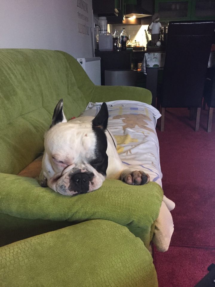 Sziasztok ! Mi 12 hónapja vagyunk "kutyás " gazdik egy tündéri és egyben rosszcsont francia bulldogunk van ........ Yoda ! A Facebookon olvastam a kutya-biztosításról, így felvettük Csillaval a kapcsolatot és kötöttünk egy lakás - kutya biztosítást, amit nem bántuk meg ,mert kis idővel később, Yodat műteni kellett !! Számlával igazoltuk a biztosító fele a műtét árát és idővel utalták a teljes összeget !! Tehát , mindenkinek csak ajánlani tudom Lakatos Csillát ......... türelmes és segítőkész ! Köszönöm szépen! Zoltán Zsuzsanna