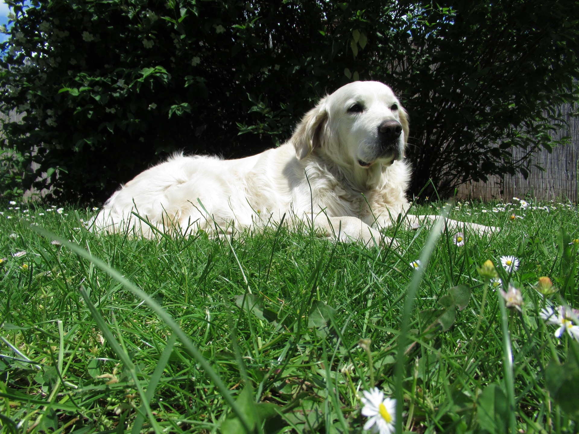 Mi egy éve kötöttük a biztosítást az akkor 7 éves Golden Rertiever kan kutyusunkra és azóta 2x is sikeresen kifizette a felmerült orvosi kezelések költségét (földről felevett valamit, ami miatt bélproblémája lett, illetve bőrkiütés kezelése) a biztosító kérdés nélkül. A pénzt kb. 1-2 héten belül utalták számlánkra. Nagyon meg vagyok elégedve a szolgáltatással. Üdv Stellek László & Kalocsaházi Elvis