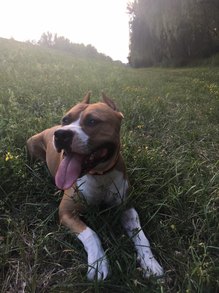 Váratlanul ért minket , hogy Kutyánk -aki egyben családtag is- váratlanul megbetegedett .A drága vizsgálatok sorozata kicsit megviselte a családi kasszát. Nem láttuk, hol lesz a vége, de eltökéltük, hogy végig csináljuk, mert nagyon szerettük volna , hogy meggyógyuljon.Örülök, hogy megkötöttük a biztosítást, az ügyintézés korrekt és gyors volt.Sajnos Porti életét a pénz nem pótolja...Androsch Mónika